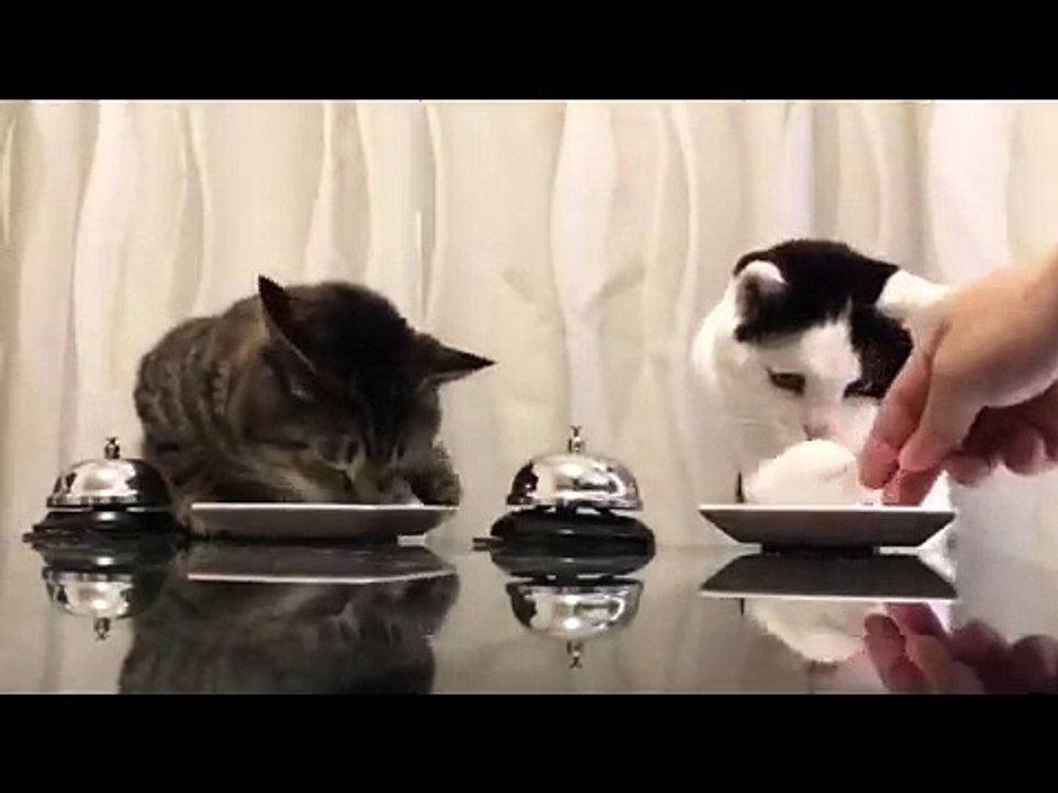Hilarant : ces deux chats ont trouvé comment réclamer de la nourriture !