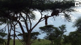 Lioness Falls From Tree