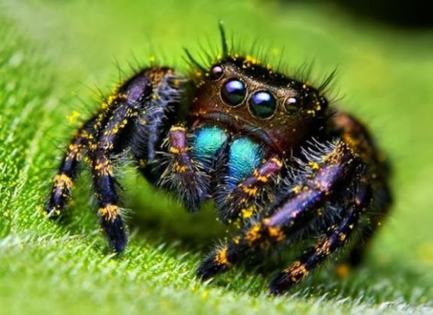 A vez da presa, batalha selvagem, Wild life, Reino animal, Animals, animais em extinção, animais mar