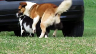 CAT AND DOG MATING - BREEDING