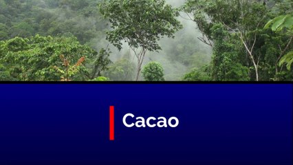 Cacao, village hmong.