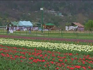 এশিয়ার বৃহত্তম টিউলিপ বাগান ১৫ই এপ্রিল পর্যন্ত উন্মুক্ত