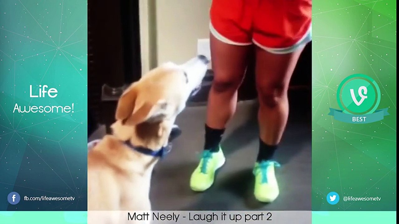 TRY NOT TO LAUGH OR GRIN - Funny Cat & Dog Compilation 2016