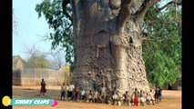 AMAZING Trees Around The World / The world's most beautiful trees / tree video 2017
