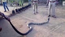 Big SNAKES | King cobra drinking water WOW !