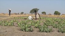 تراجع الإنتاج الزراعي يفاقم أزمة الغذاء بجنوب السودان