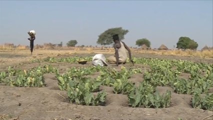 تراجع الإنتاج الزراعي يفاقم أزمة الغذاء بجنوب السودان
