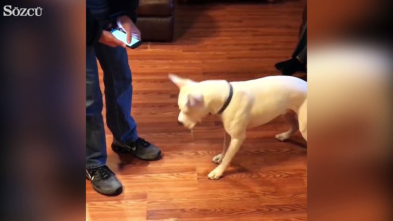 Flaştan kafası karışan tatlı köpek