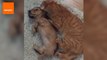 Cat Loves Cuddling Puppy