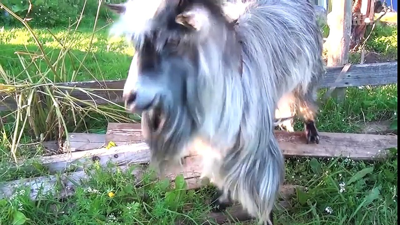 Funny Goats- Screaming Is Optional (March 2017) -- FailArmy