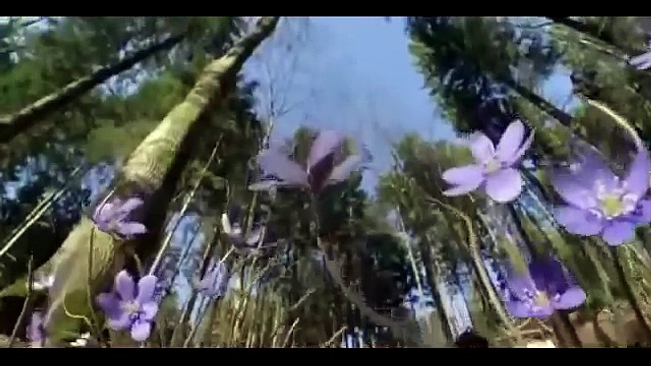 Le monde des oiseaux | Le Grand Aigle |  Documentaire