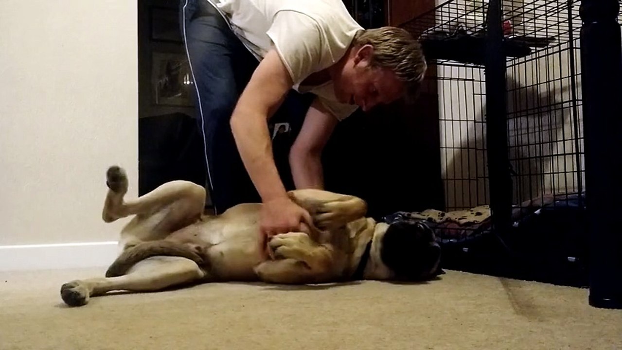 Ce chien fait une petite scène tous les soirs avant de dormir. C’est tout simplement hilarant