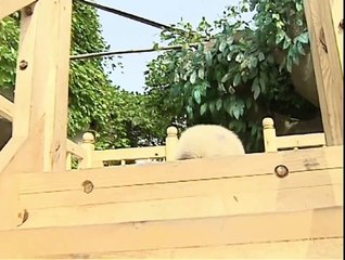 Cute pandas playing on the slide