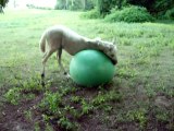 Baby Horse Plays With Big Green Ball