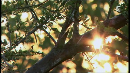 Les lions blanc | Documentaire en francais