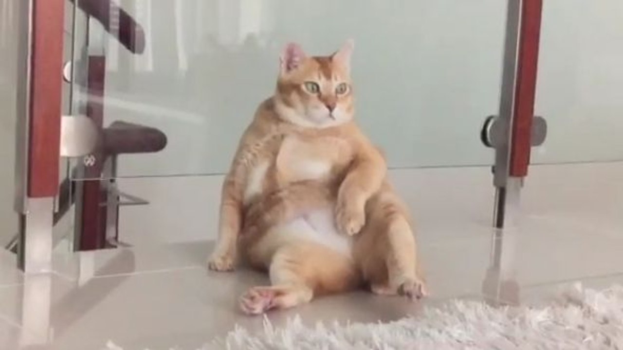 Un chat posé