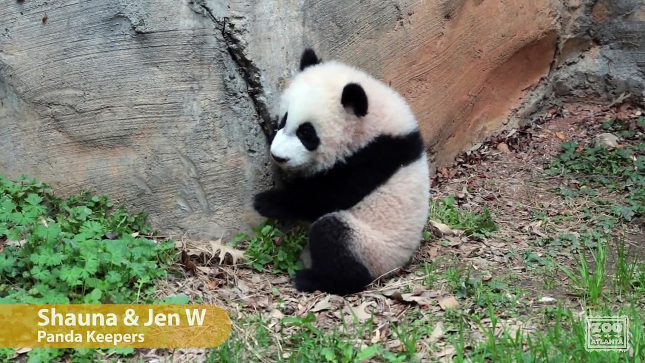 Des pandas jumeaux fêtent leur 202ème jour