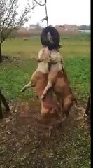 PİTBUL CİNSİ KÖPEKLERİ