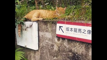 ＜おもしろ動画日本＞驚愕？見なけりゃよかったトンデモ動画　お (11)