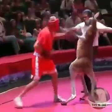 Boks maçını kanguru ile yapan adam nakavt oldu -izle
