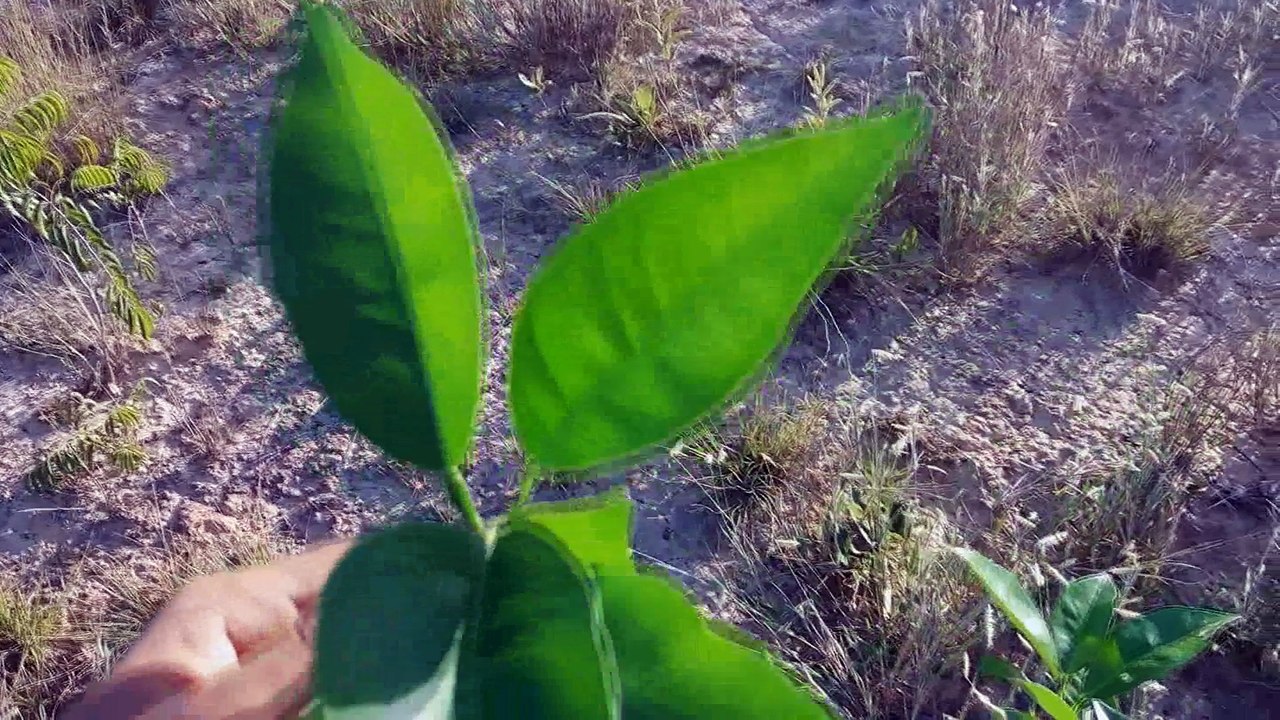 como plantar laranja (processo completo)