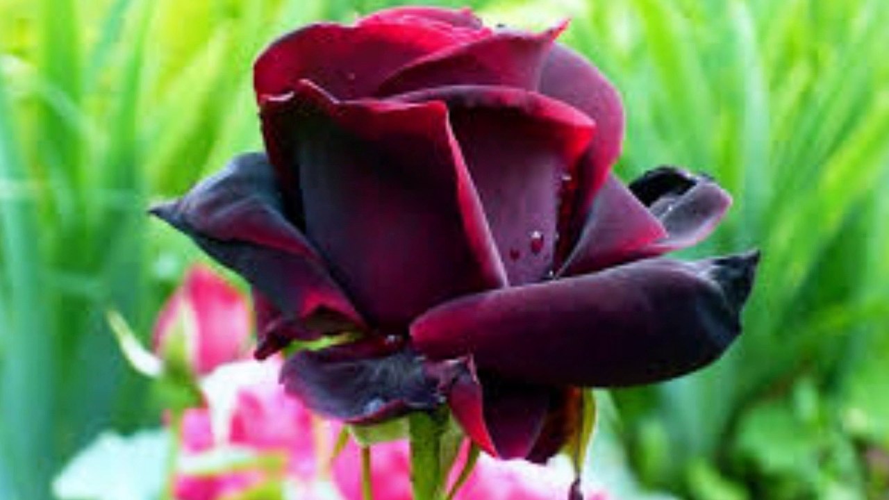 Happy Birthday Heinz