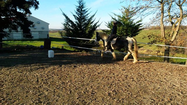 Irish Cob 5 ans 1m52 EXTRA LOISIR
