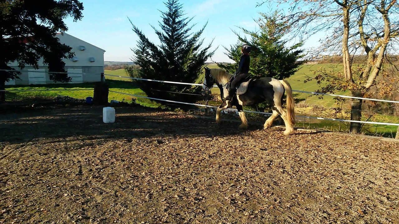 Irish Cob 5 ans 1m52 EXTRA LOISIR