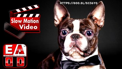 BULLDOG FRANCES  - SLOW MOTION VIDEO