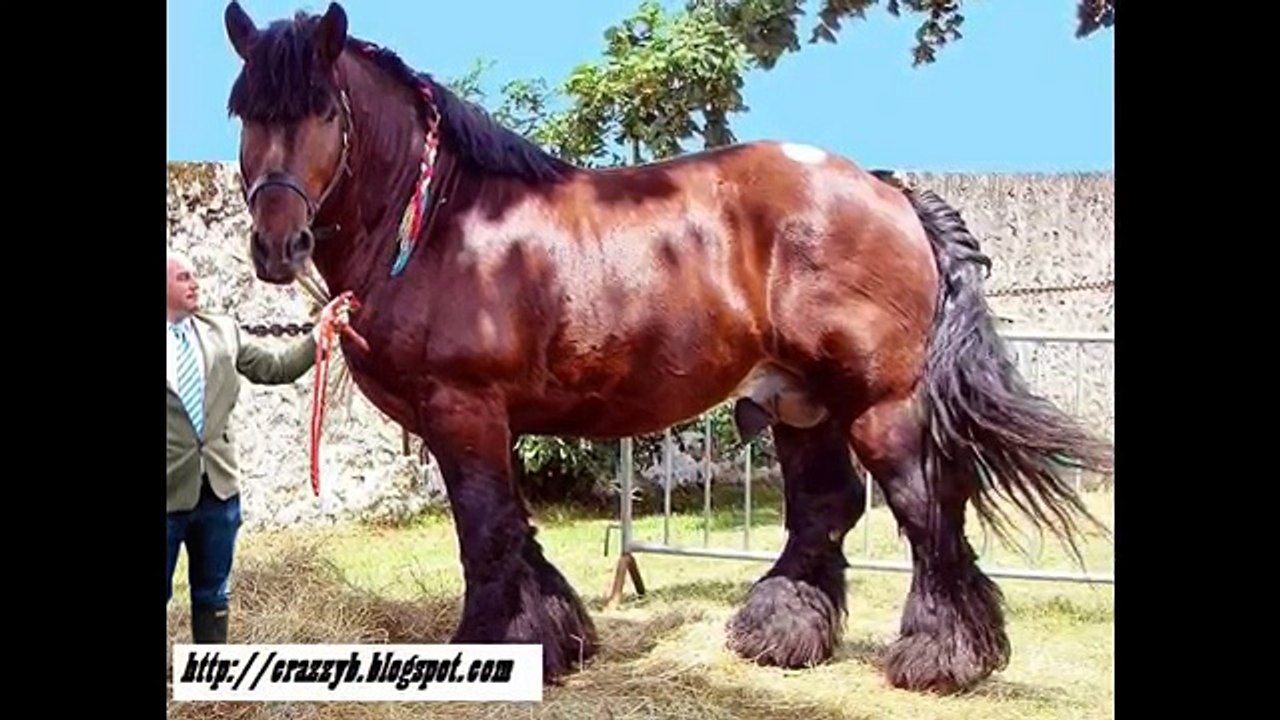 World's Biggest Animal 2016 2017