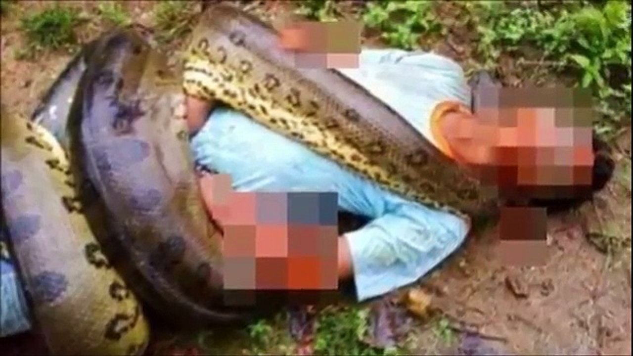 Giant Snake in the world found alive