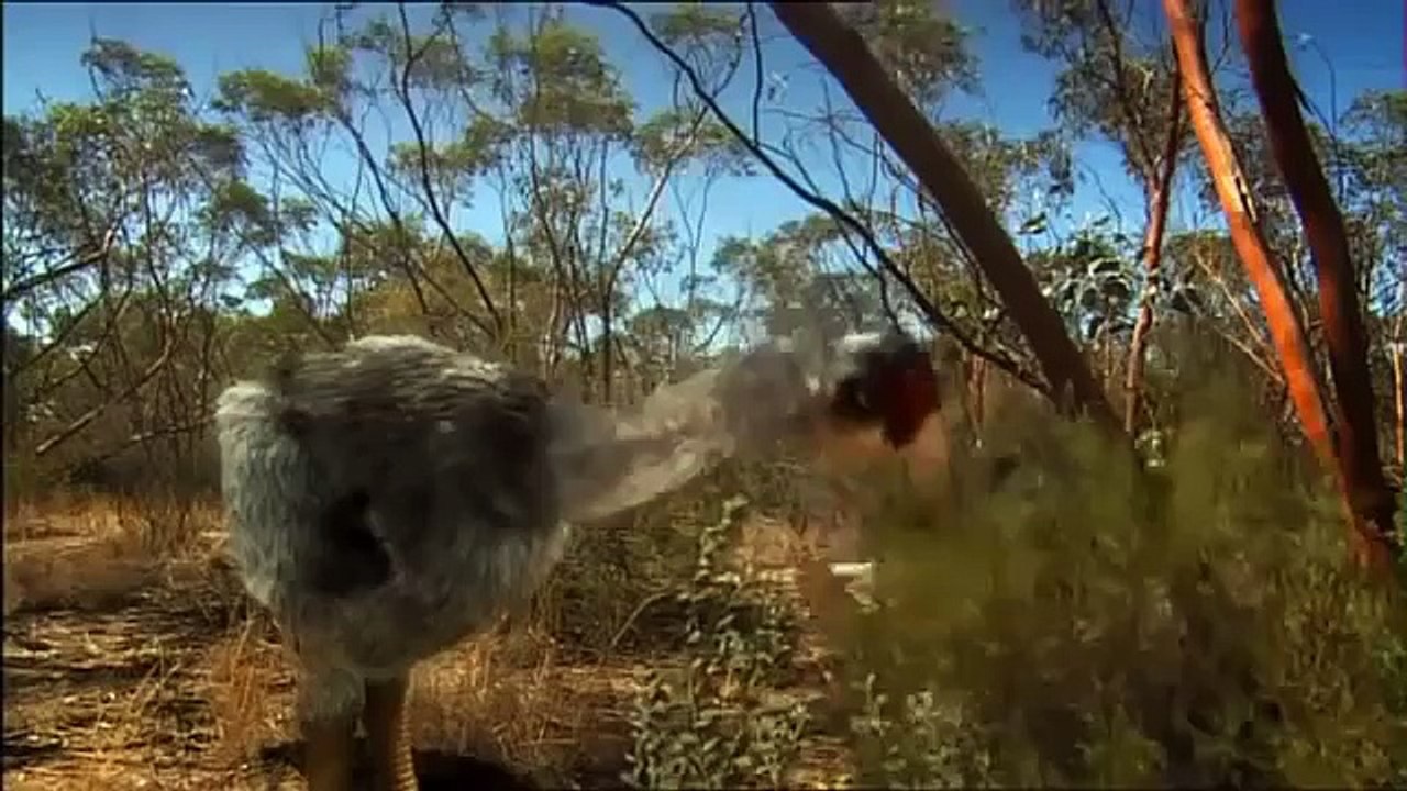 Le monde des annimaux | Les Géants D'Australie | Documentaire part 2/2