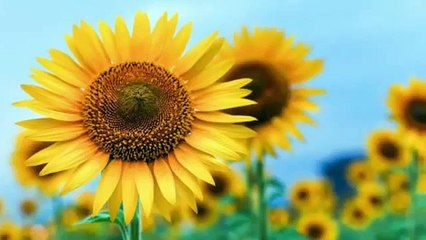 【作業用BGM】心踊る大人のオシャレな洋楽BGM集（作業用、勉強用、読書用）2017 (高音質 ) part 3/4