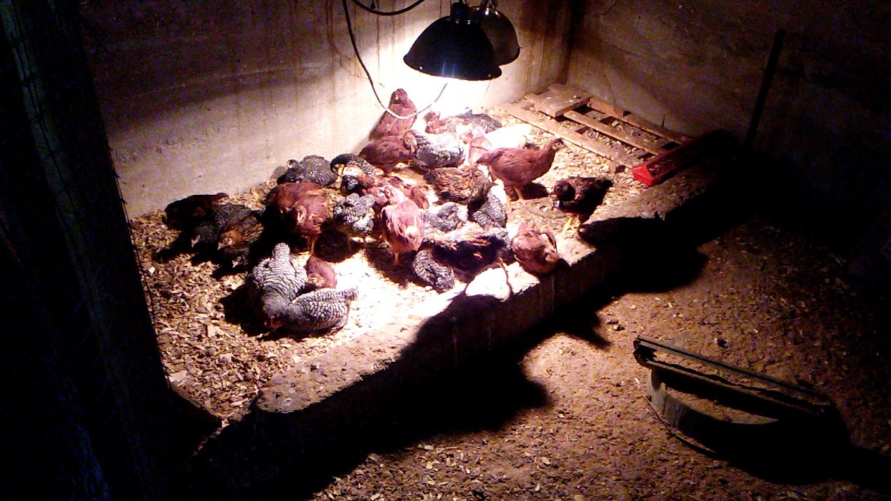 Chick Update Week 6