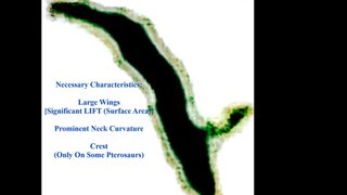 The Hamburg Pterosaur: Characterization of the Original CRYPTIC MEDIA Video