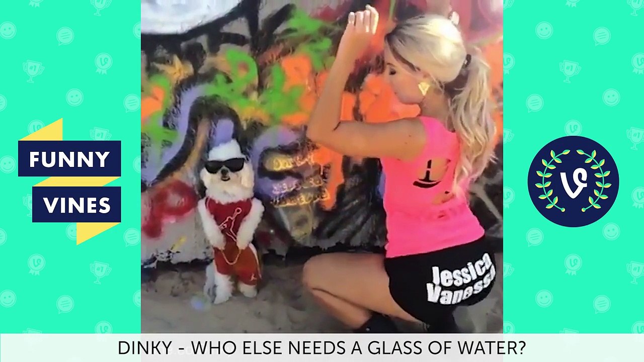 Funny Vines Animal Vines Compilation - Best Vines 2016