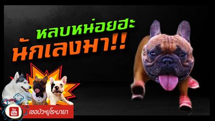 เชอบัว ยูโร มายา ตอนที่ 120  หลบหน่อยฮะ นักเลงมา!!