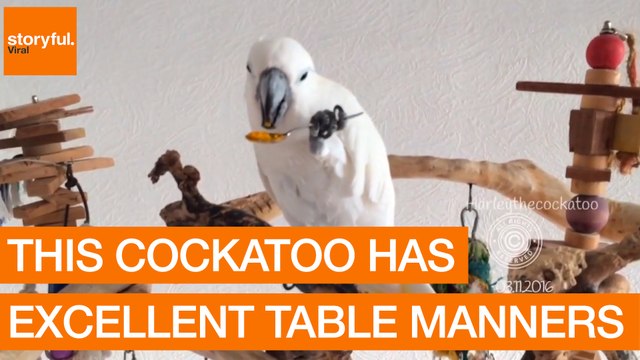 This Cockatoo Has Excellent Table Manners