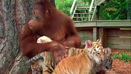 Orangutan plays with tiger cubs