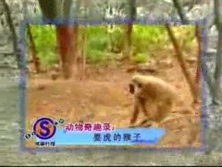 Monkey with a death wish