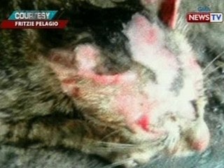 SONA: 3 pusa, patay matapos buhusan ng kumukulong tubig