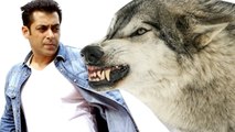 Salman Khan Will Fight a Pack Of Wolves In Tiger Zinda Hai