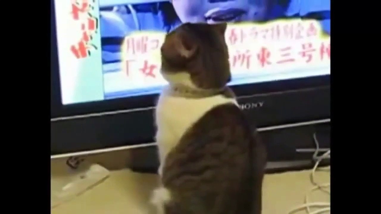 Funny cats on video - compilation