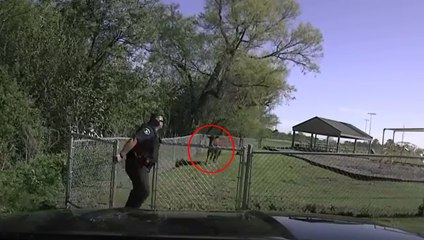 Un policier va regretter d'avoir enfermer cette vache.