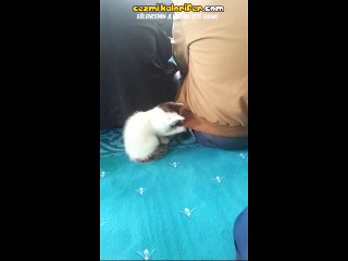 Cuma Namazındaki Yaramaz Yavru Kedi