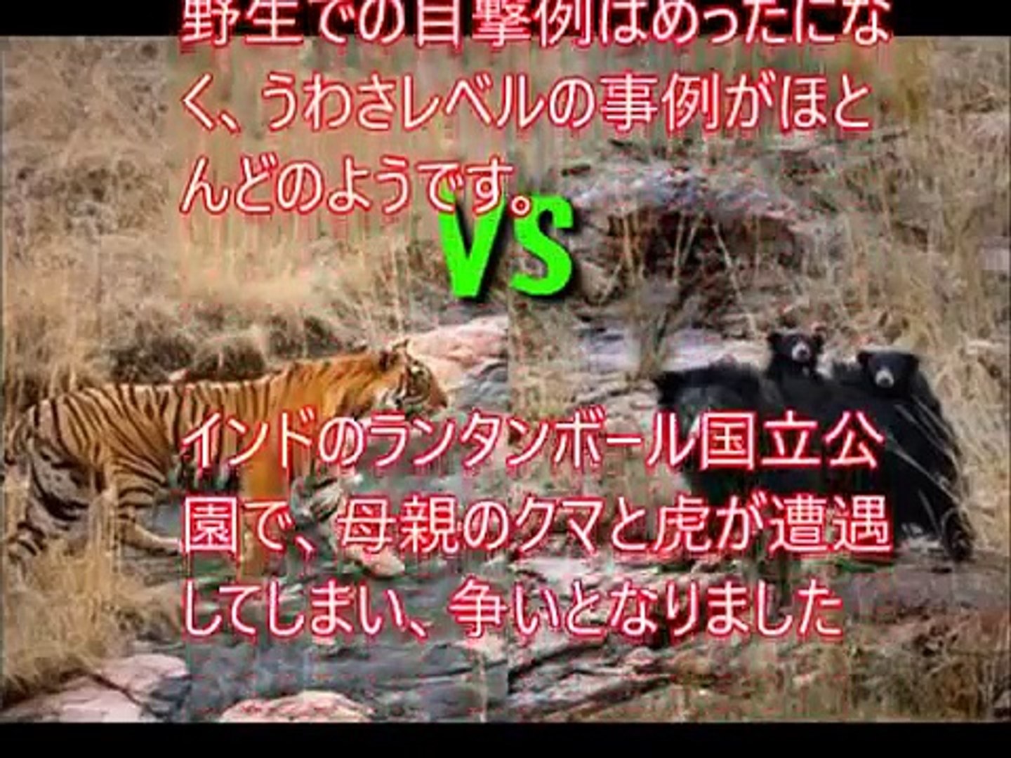 衝撃 虎 トラ Vsクマ 世界で最も危険な大きな野生動物の戦い Video Dailymotion