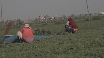 El crecimiento urbanístico amenaza a las verduras acuáticas camboyanas