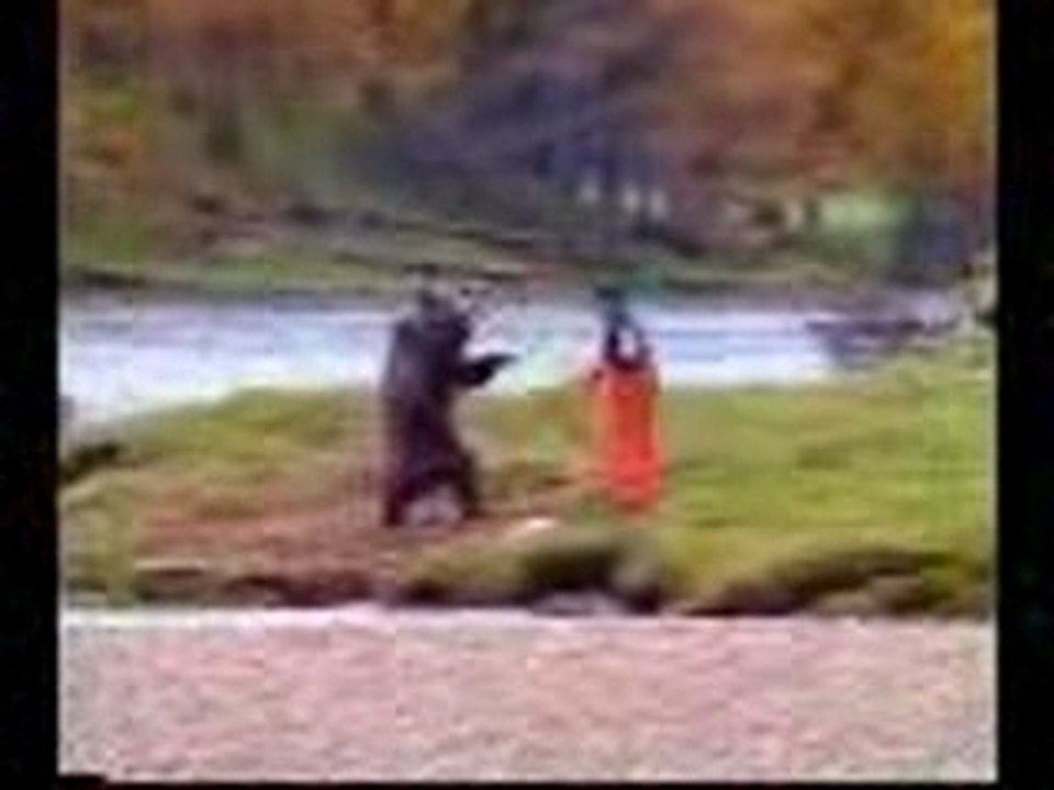 Bear