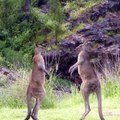 Kanguruların doğuştan boks yeteneğinin olduğunun kanıtı