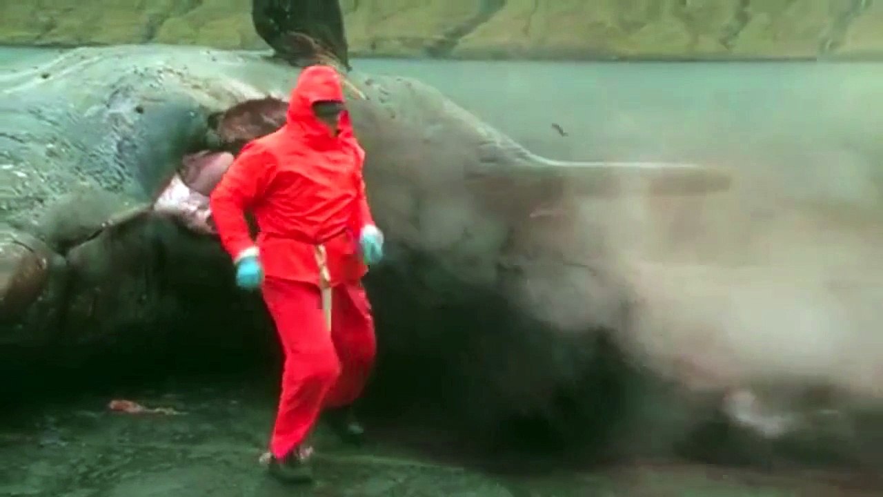 Dead Whale explosion Violent !